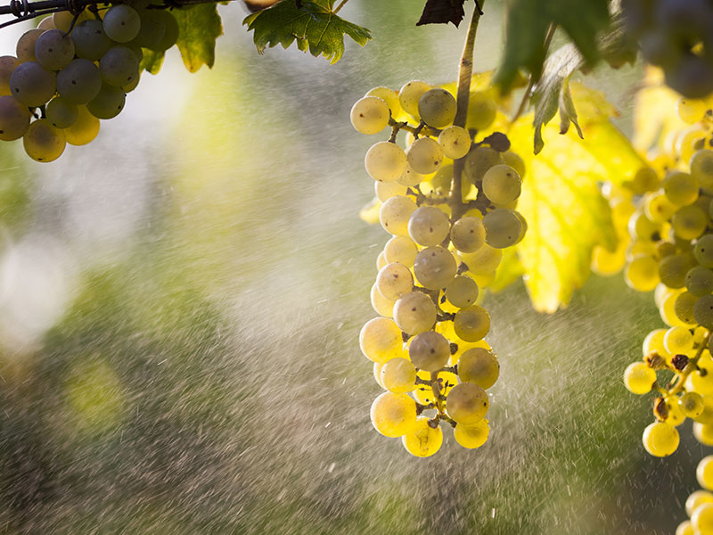 close-up-image-of-wine-bottles-on-shelves-in-cella-B73A2MJ.jpg